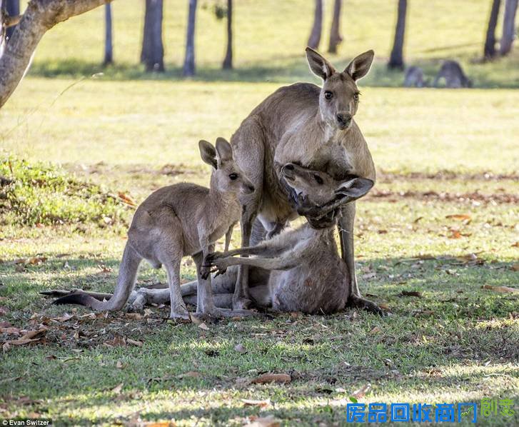 袋鼠妈妈临死前一幕 令人无限悲伤（图）