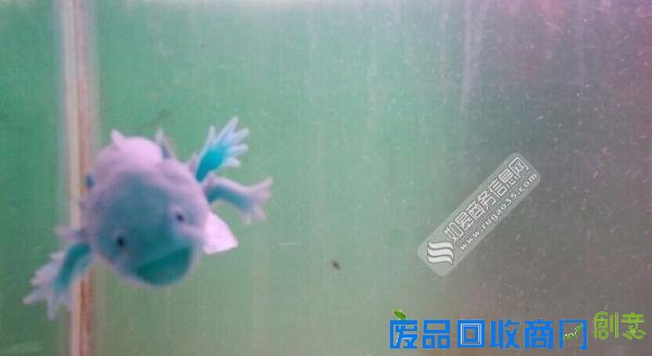 湖北十堰现恐龙鱼 憨态可掬引游客围观