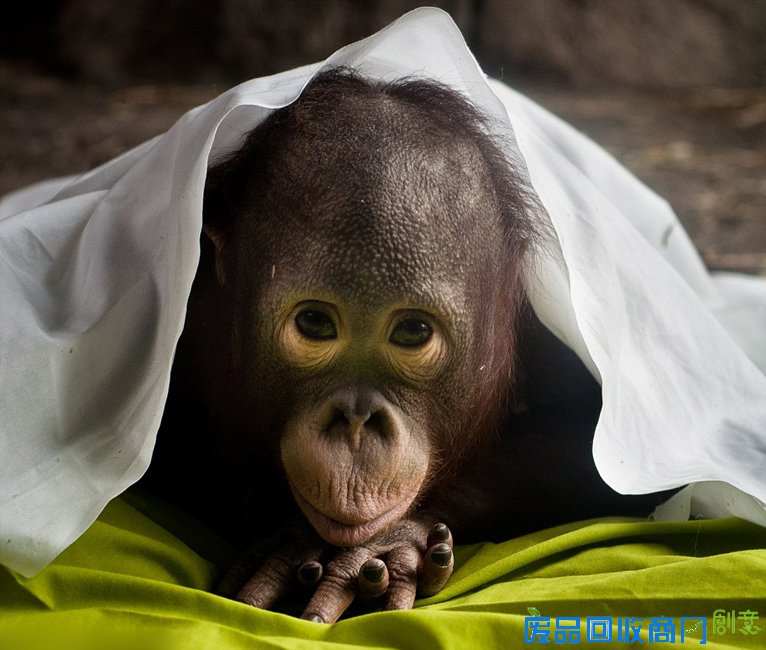 美摄影师拍灵长类动物“人性”美（高清组图）