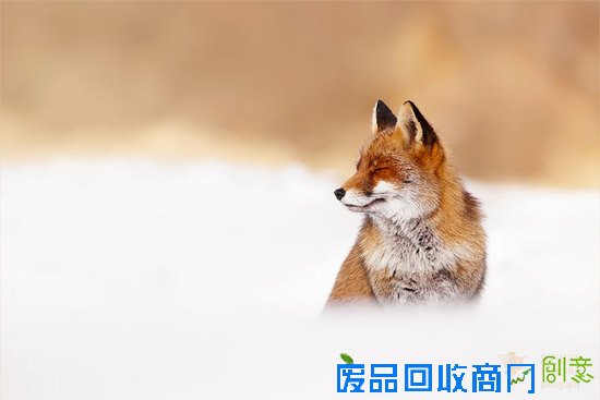 摄影师镜头下的野生狐狸,话说他们也太享受了吧