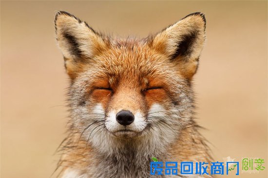 摄影师镜头下的野生狐狸,话说他们也太享受了吧