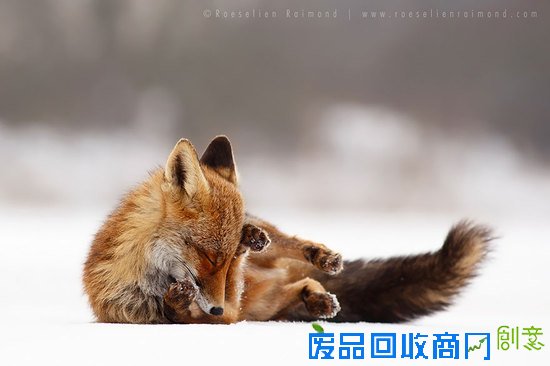 摄影师镜头下的野生狐狸,话说他们也太享受了吧