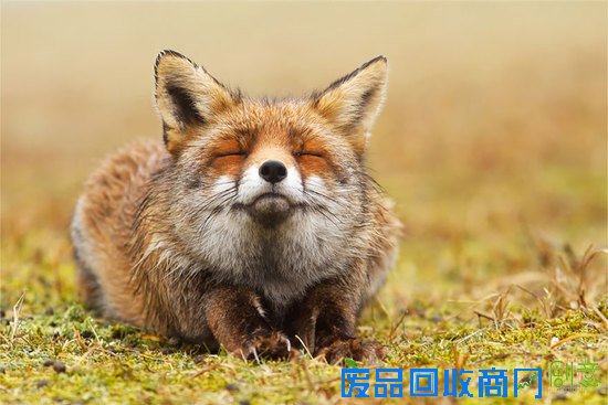 摄影师镜头下的野生狐狸,话说他们也太享受了吧