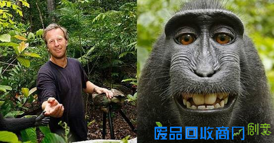 “猴子自拍照”案终结 美法院:它没著作权(图)