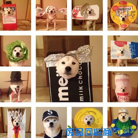 超萌柴犬挑战各式奇葩造型 假发潮衣太任性(图)