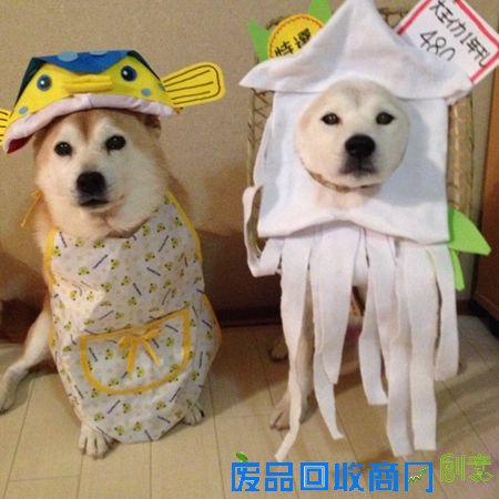 超萌柴犬挑战各式奇葩造型 假发潮衣太任性(图)