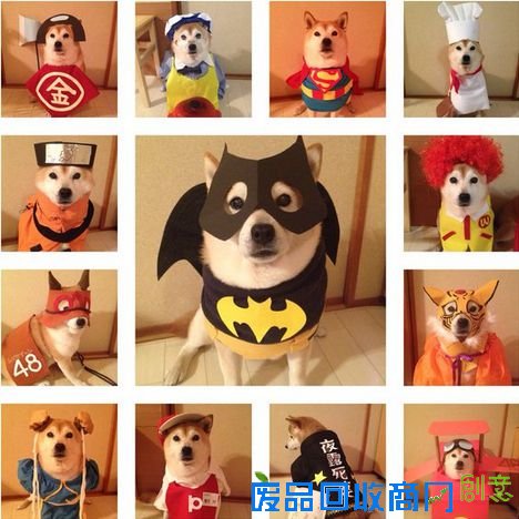 超萌柴犬挑战各式奇葩造型 假发潮衣太任性(图)