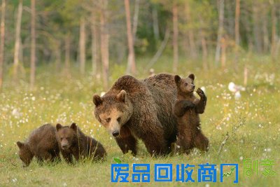 芬兰小熊秀太极功夫 网友：哇塞好可爱啊！（组图）