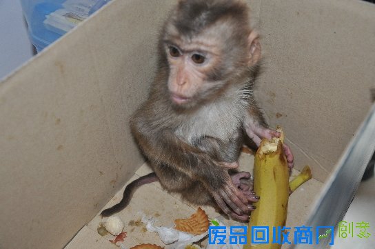 南京现幼食蟹猴 有吃的就磕头作揖 着实精灵可爱（组图）