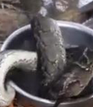 缅甸蟒被村民水煮 遭开水浇身被砍头虐待而死