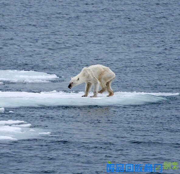 罕见北极熊照片 骨瘦如柴令人心痛