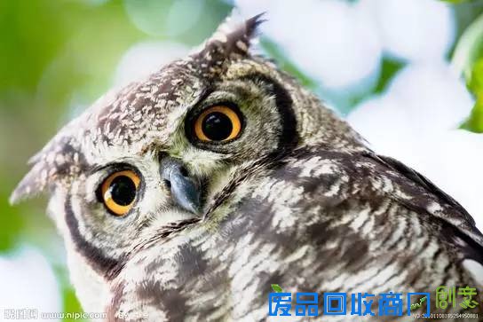 眼睛越大越美?真这样你脑子可能没地放(组图)