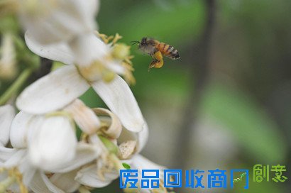 罗江县首届柚花节将于明(24)日在鄢家镇正式开幕