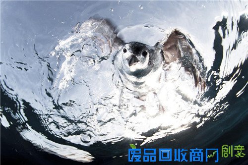 1434359018961094.jpg 10.jpg