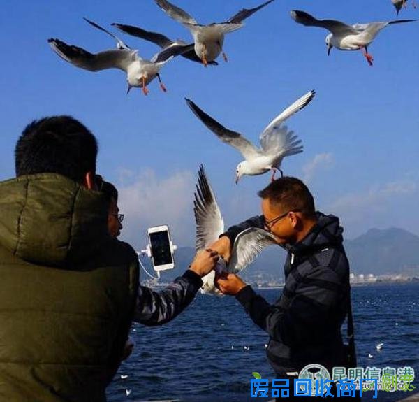 游客抓鸥自拍