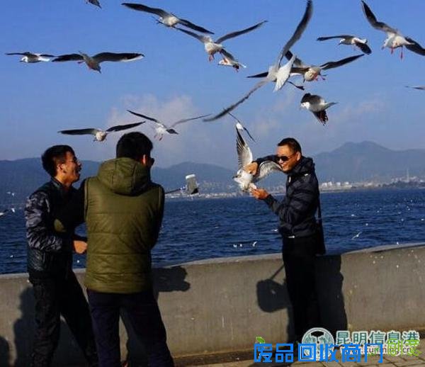 游客抓鸥自拍