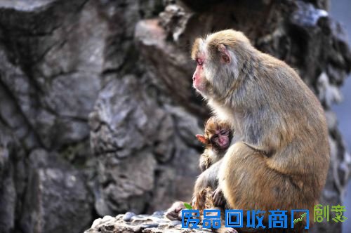 惨！小猕猴夭折母猴不离依旧喂奶