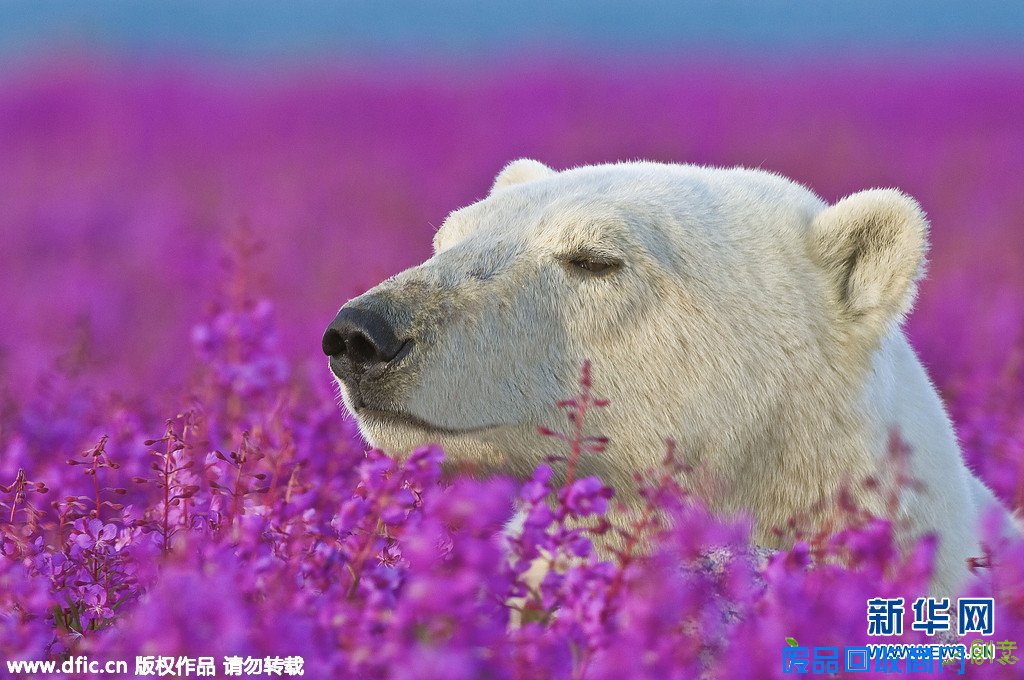 爱美北极熊花海拍摄唯美写真