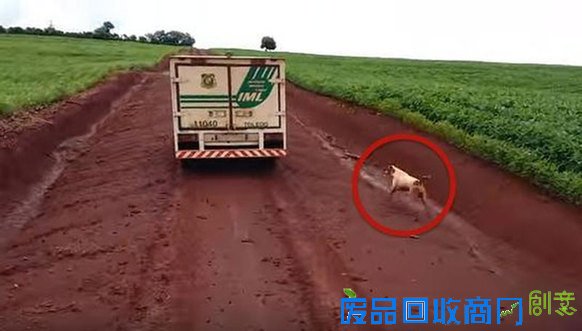 巴西小狗追灵车16公里 不愿和去世主人分开(组图) 