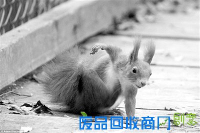 多彩世界野生动物摄影领会生命之美