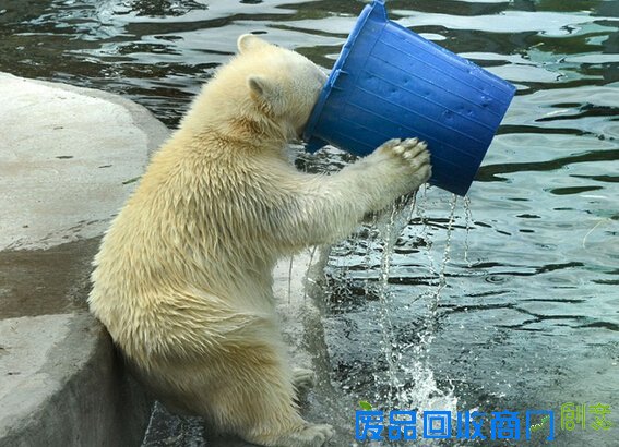 【组图】莫斯科动物园北极熊端桶喝水憨态呆萌