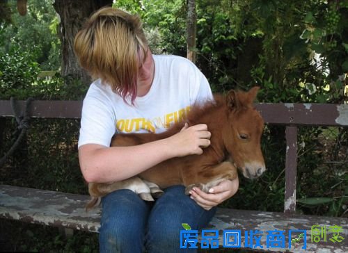 新西兰迷你马驹身高仅40厘米