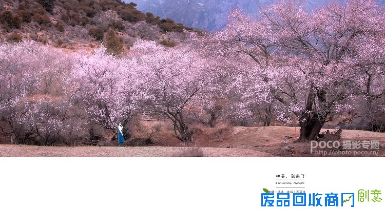 唯美桃花和人文宗教摄影技巧