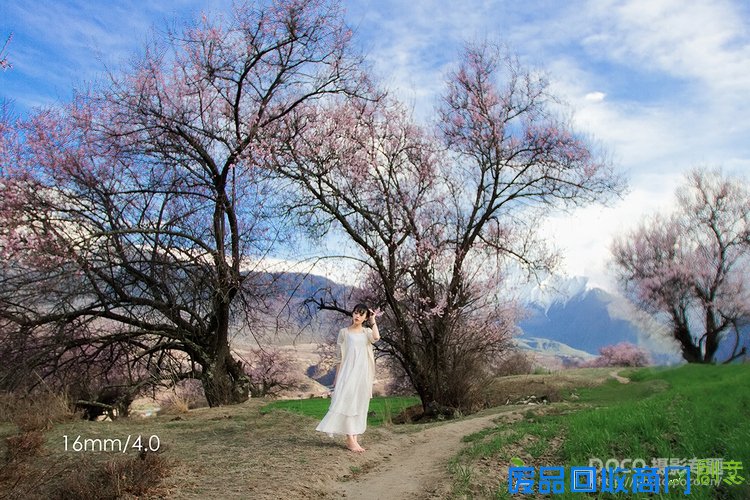 唯美桃花和人文宗教摄影技巧