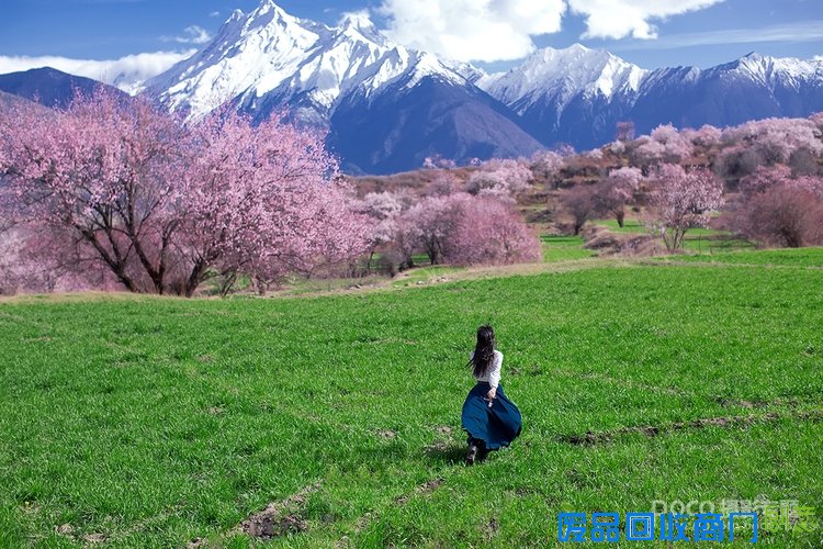唯美桃花和人文宗教摄影技巧