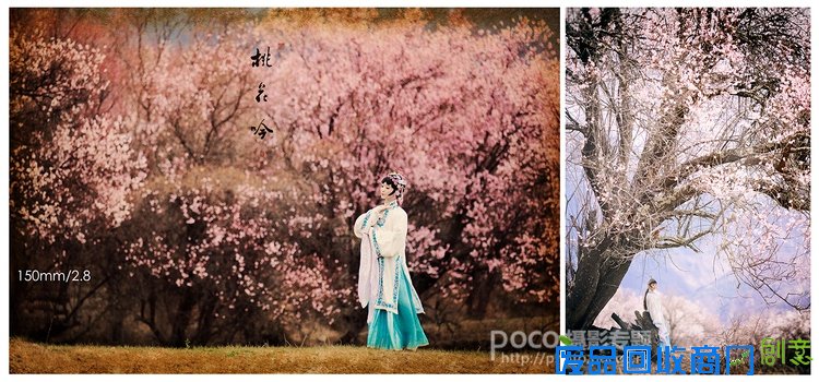 唯美桃花和人文宗教摄影技巧