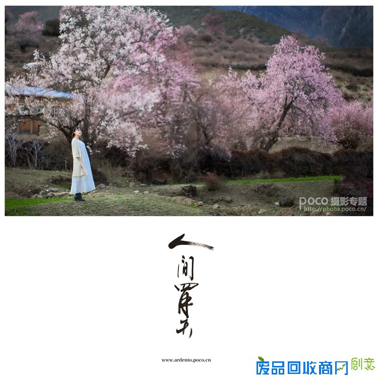 唯美桃花和人文宗教摄影技巧 三联