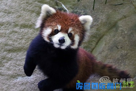 11只小熊猫正式亮相杭州 “最萌天团”大放异彩(组图)