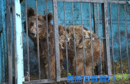 世界上最悲伤的动物园:狮子棕熊以屠宰场残渣维生