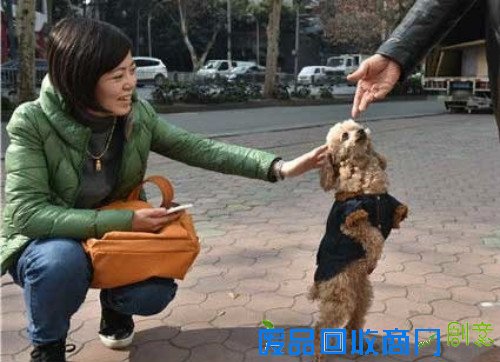 成都现＂狗坚强＂ 盘点“小强”生物