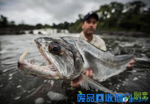 探险即将灭绝的神秘巨型鱼类