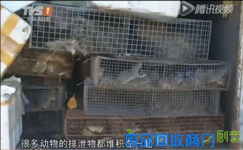 ＂善男信女＂买几百只老鼠广州放生