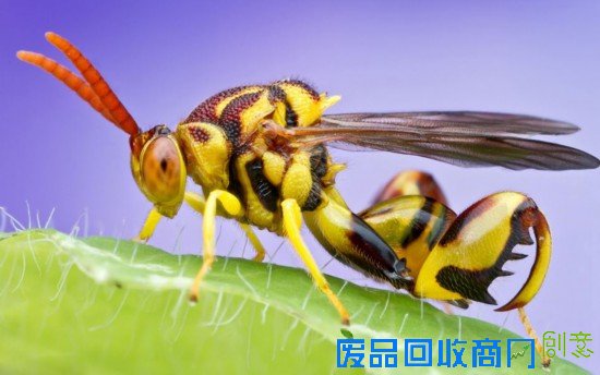 五彩斑斓!美摄影师为昆虫拍唯美特写(组图)