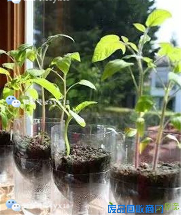 带小朋友一起用饮料瓶diy小花盆,把春天留在屋里