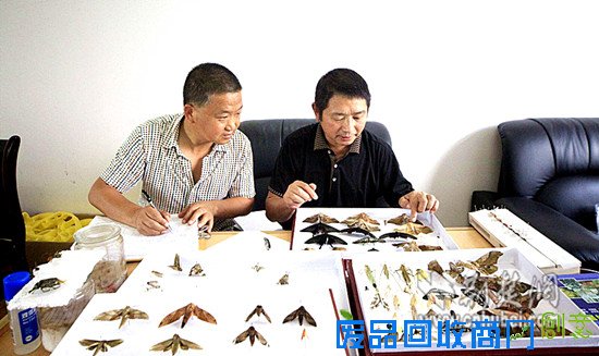 竹山县林业局主动作为 登记制作有害生物标本532个(图)