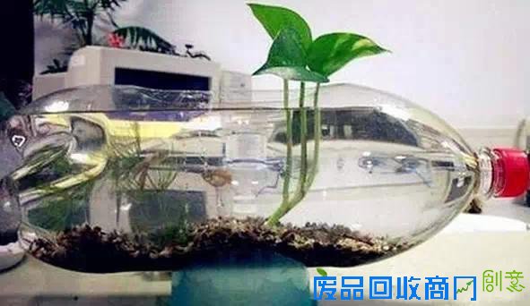 洗衣液瓶做成“花盆”，暑假做起来