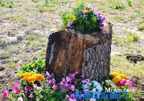 23个老树桩手工制作的美丽花盆,方法很简单