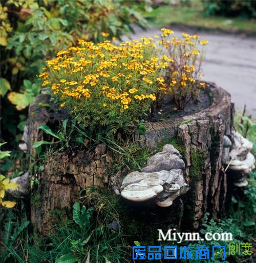 23个老树桩手工制作的美丽花盆,方法很简单