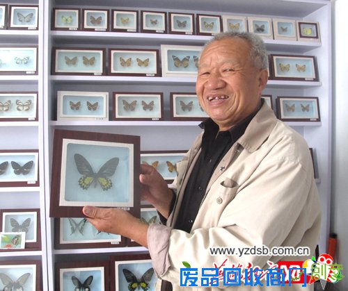 老人喜爱手工制作 收集蝴蝶标本200余种