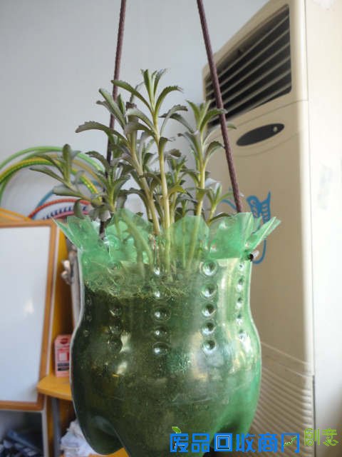 早知道塑料瓶养花种菜这么爽，还买什么花盆呢