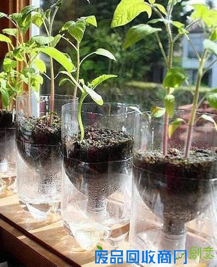 早知道塑料瓶养花种菜这么爽，还买什么花盆呢