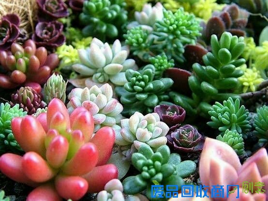 [活动]碧绿花园DIY小清新之旅 邀您共享创意周末