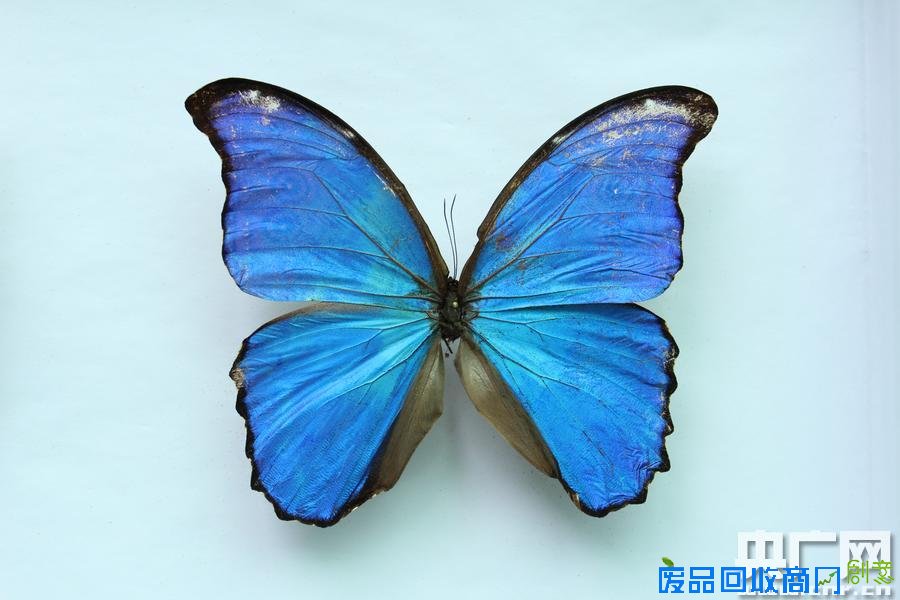 杭州邮检办连续截获449只来自台湾的昆虫标本