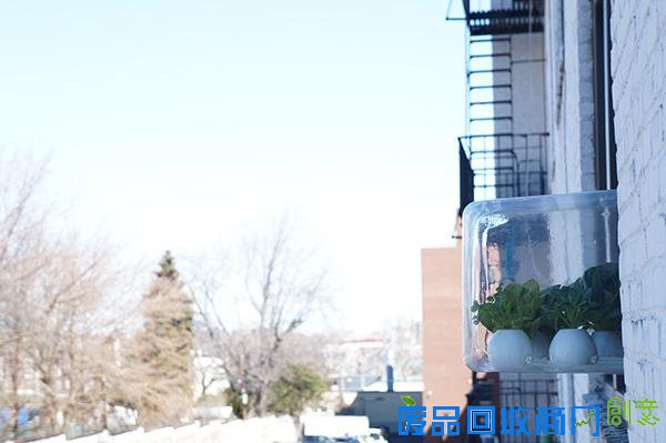  挂在窗户上的盆栽