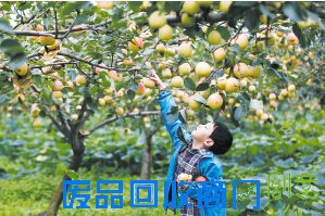 美人酥熟啦 周末到县街摘红梨