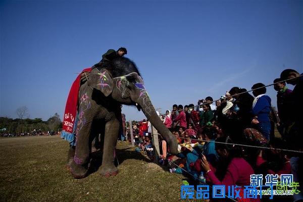 尼泊尔举办大象选美比赛 趣味十足（组图）